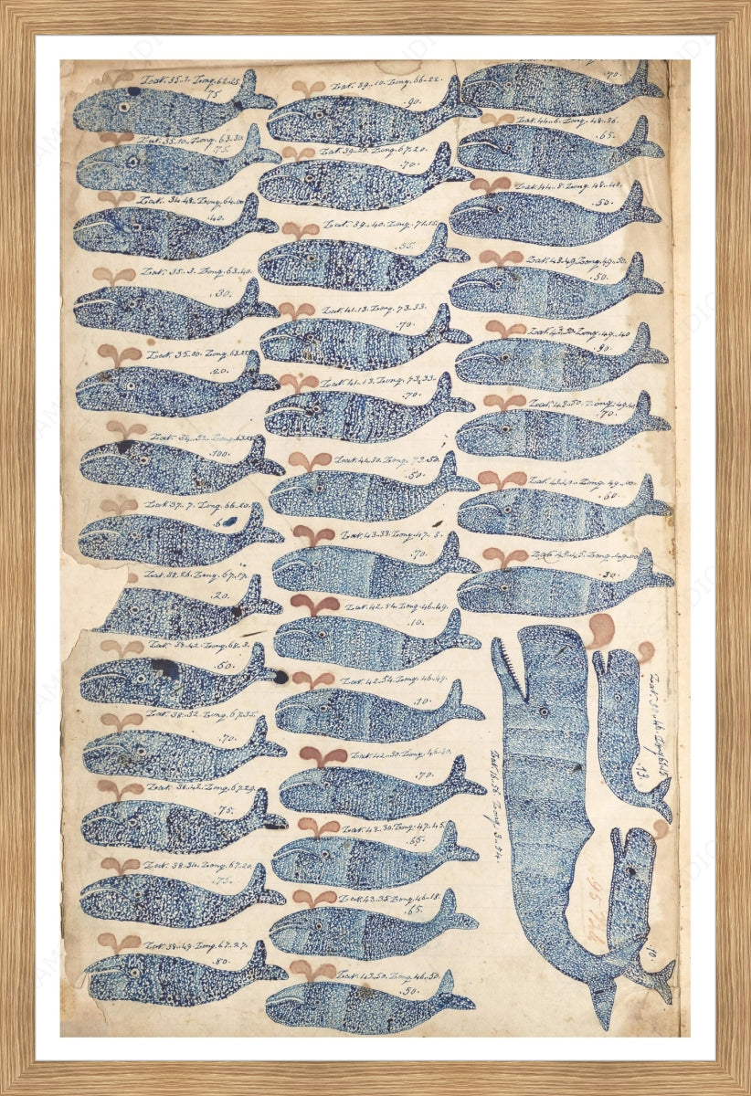 whales-30-in-oak-d11406